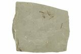 Crane Fly (Tipulidae) Mortality Plate - Green River Formation #356616-1